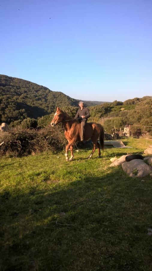 Agriturismo La Vigna Tempio Pausania Eksteriør billede